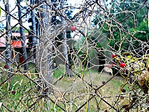 Planta silvestre con frutos rojos / Wild plant with red berries photo