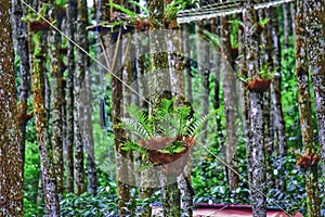 Plantae Asplenium nidus Polypodiopsida Aspleniaceae Polypodiales Pteridophyta is a bird's nest fern photo