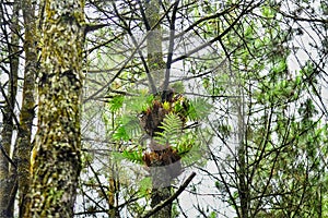 Plantae Asplenium nidus Polypodiopsida Aspleniaceae Polypodiales Pteridophyta is a bird's nest fern photo