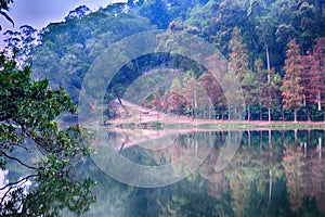 Plantae Forest landscape reflective mirror
