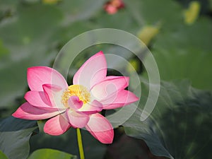 Plantae, Indian, Sacred Lotus, Bean of India, Nelumbo, NELUMBONACEAE name flower in pound Large flowers, oval buds Pink tapered