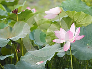 Plantae, Indian, Sacred Lotus, Bean of India, Nelumbo, NELUMBONACEAE name flower in pound Large flowers, oval buds Pink tapered