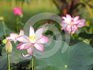 Plantae,  Indian, Sacred Lotus, Bean of India, Nelumbo, NELUMBONACEAE name flower in pound Large flowers, oval buds Pink tapered