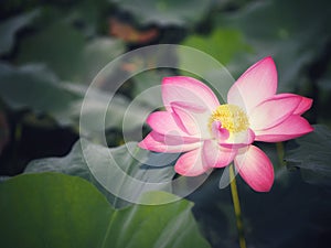 Plantae,  Indian, Sacred Lotus, Bean of India, Nelumbo, NELUMBONACEAE name flower in pound Large flowers, oval buds Pink tapered