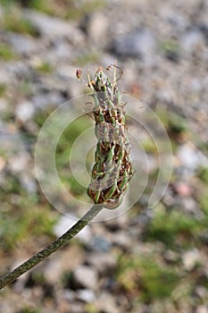 Plantago atrata, Plantaginaceae