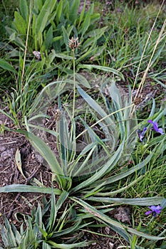 Plantago atrata, Plantaginaceae