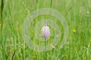 Plantago flower in the wild nature on the green meadow.