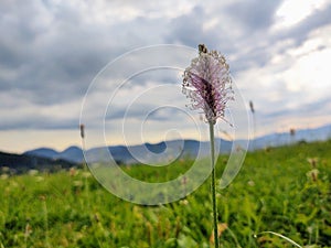 Plantago flower in the wild nature on the green meadow.