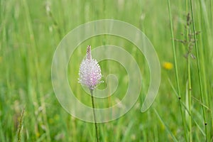 Plantago flower in the wild nature on the green meadow.