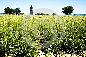 Plantago Lanceolata