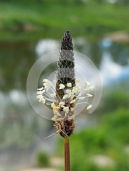 Plantago Lanceolata