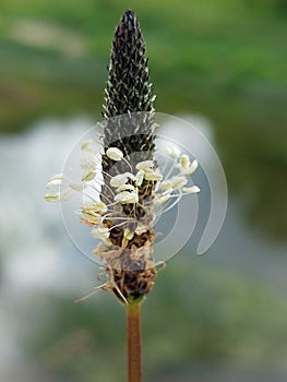 Plantago Lanceolata