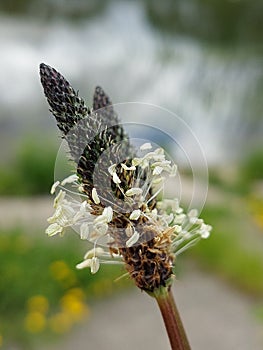 Plantago lanceolata