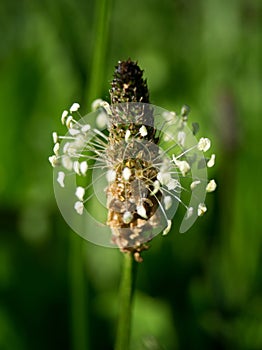 Plantago lanceolata