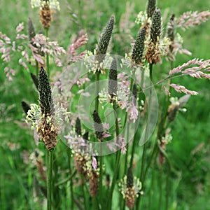 Plantago lanceolata