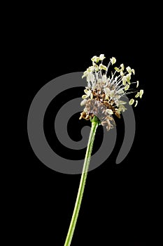 Plantago lanceolata on black Spitzwegerich