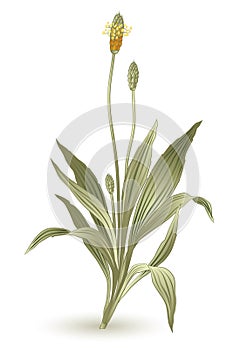 Plantago lanceolata herbs