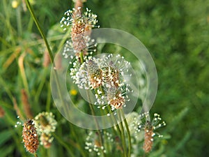 Plantago lanceolata - ribwort plantain, narrowleaf plantain, English plantain, ribleaf, lamb`s tongue photo