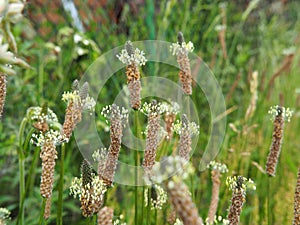 Plantago lanceolata - ribwort plantain, narrowleaf plantain, English plantain, ribleaf, lamb`s tongue photo