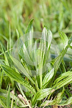 Plantago lanceolata Sptzwegerich in the meadow