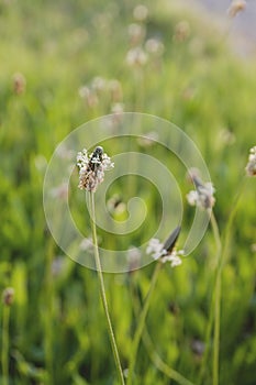 Plantago major blooming