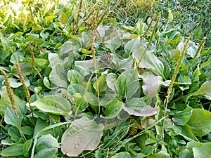 Plantago major in field