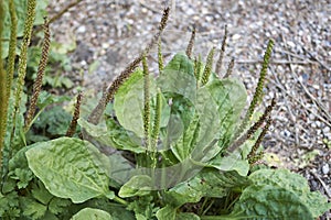 Plantago major plants