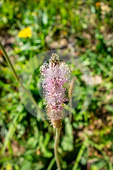 Plantago media flowers in Vanoise national Park, France