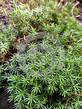 Plantago sp. at Cemorosewu, Magetan, East Java