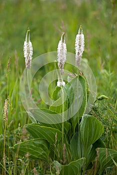 Plantain