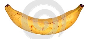 A plantain banana photo