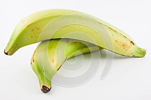 Plantain or Green Banana Musa x paradisiaca