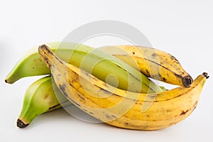 Plantain or Green Banana Musa x paradisiaca