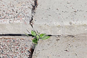 Plantain growing out of a crack in concrete steps