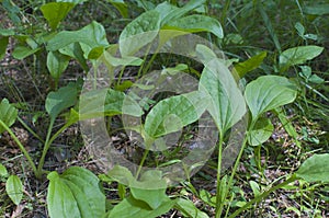 Plantain. Healing herbs