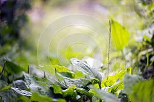 Plantain herb and its bloom photo