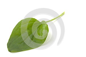 Plantain leaf, medicinal plant isolated on white background