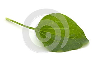 Plantain leaf, medicinal plant isolated on white background