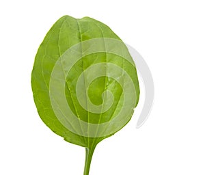 Plantain leaf, medicinal plant isolated on white background