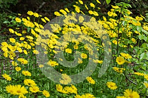 Plantain-leaved leopardâs-ban Doronicum plantagineum, yellow flowers wild habitat photo