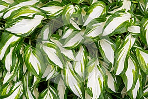 Plantain lilies, Hosta plant in the garden. Close-up green and white leaves, background.