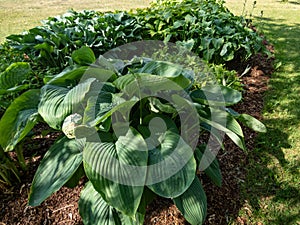 Plantain Lily (Hosta) \'Empress Wu\' is the largest hosta forms upright mound of thick, deeply veined leaves