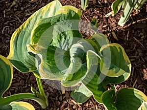 Plantain lily (Hosta fluctuans) \'Sagae\' growing in garden with wavy, widely oval, frosted blue-green leaves