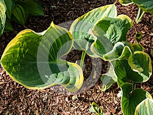 Plantain lily (Hosta fluctuans) \'Sagae\' growing in garden with wavy, widely oval, frosted blue-green leaves