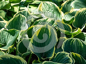 Plantain lily (Hosta fluctuans) \'Sagae\' with large, thick, wavy, widely oval, frosted blue-green leaves