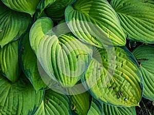 Plantain lily (hosta) \'Gold standard\' is medium to large hosta forming dense, overlapping mound of wide-oval