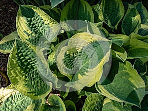 Plantain lily (hosta) x \'Wide Brim\' forms attractive broadly heart-shaped, dark green leaves with a blue