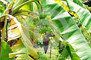 Plantain with paradisiaca flower