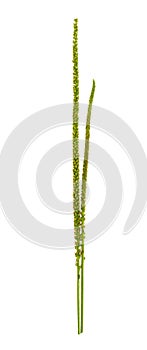 Plantain plant isolated on white background
