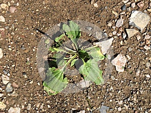 The plantain plant makes its way through hard, dry soil.